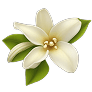 vanilla-min
